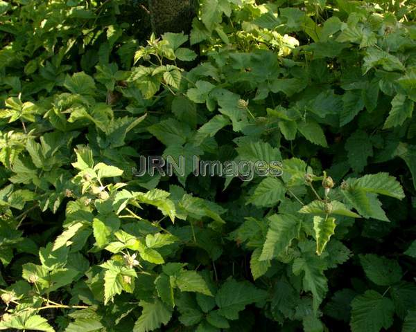 Loganberry plant