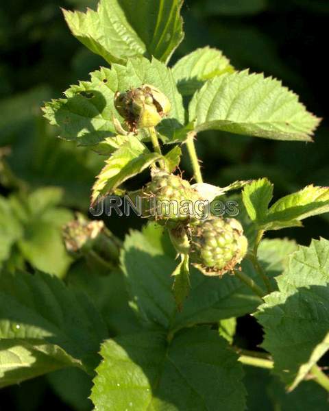 Loganberry plant