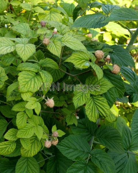 Purple Raspberry plant