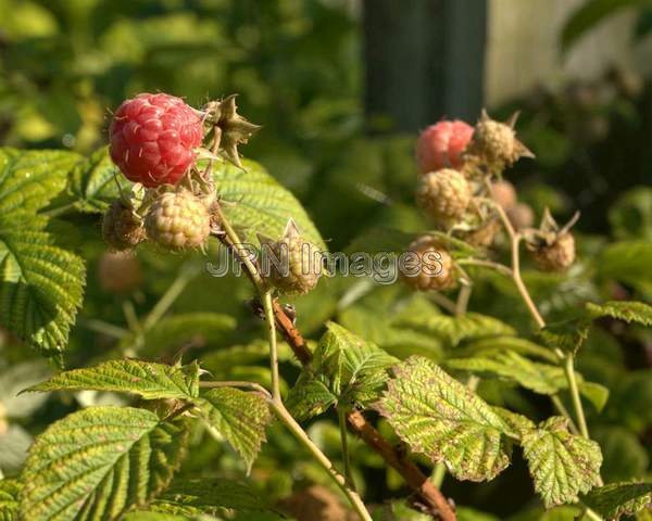 Purple Raspberry