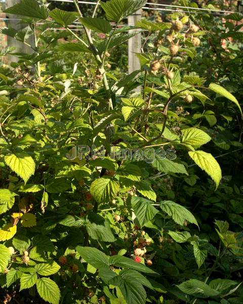 Purple Raspberry plant