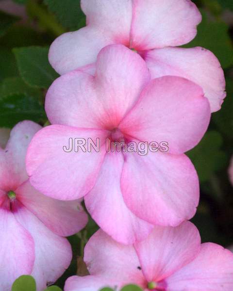 Impatiens