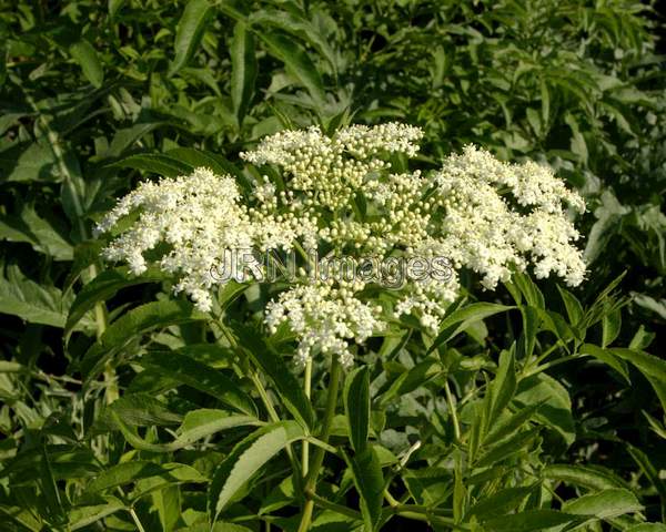 Elderberry