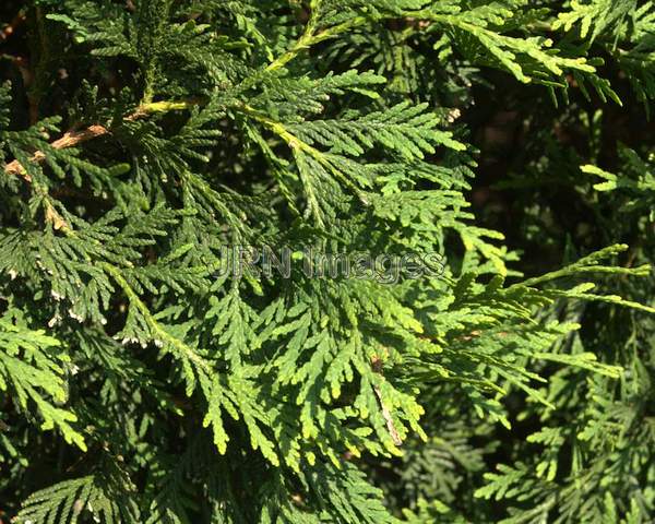 American Arborvitae