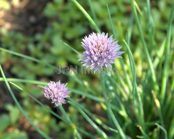 Chives