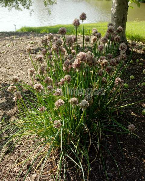 Chives