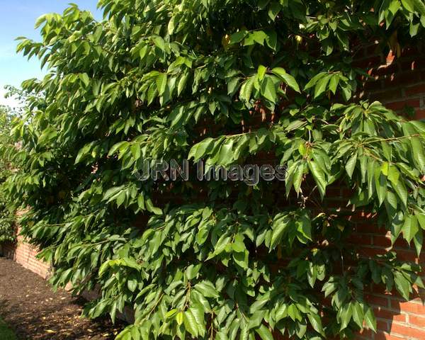 Japanese Hybrid Plum tree