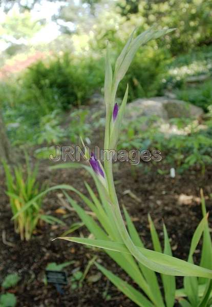 Gladiola