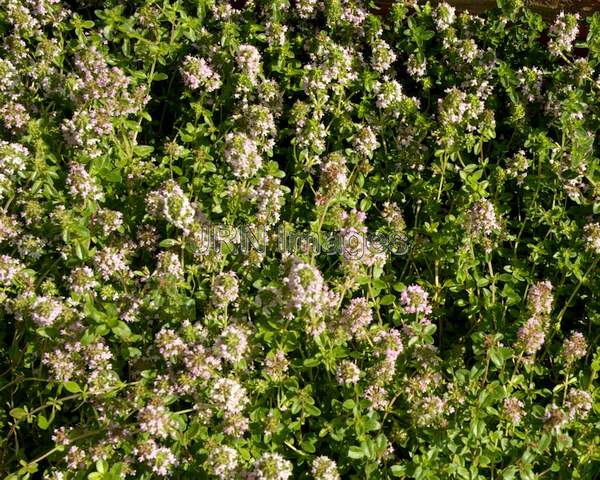 Common Thyme