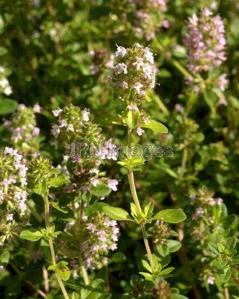 Common Thyme