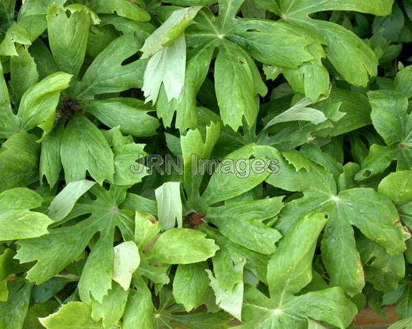 Common Mayapple