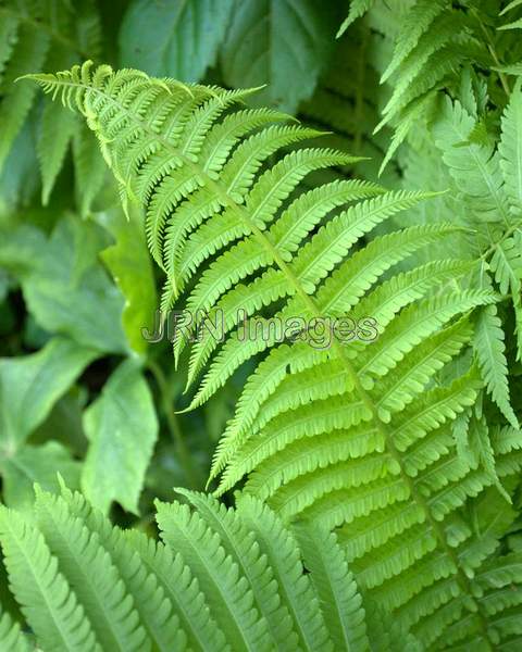 Ostrich Fern