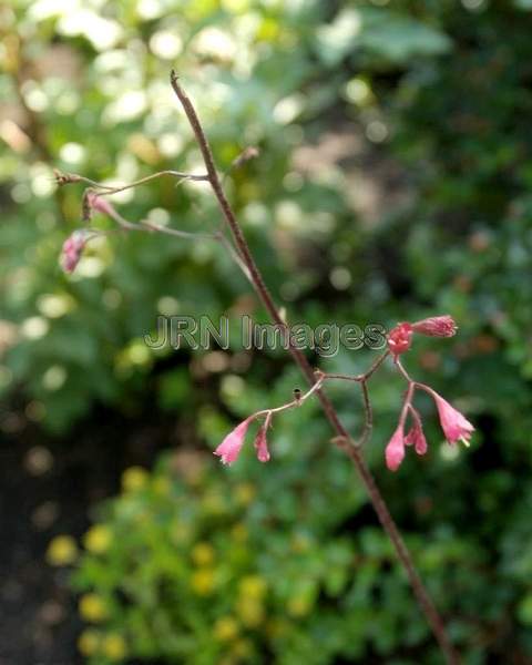 Coral Bells