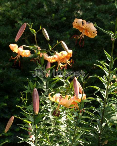 Lilium Tiger Babies