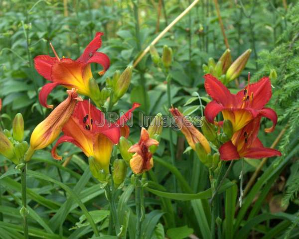 Hybrid Lily