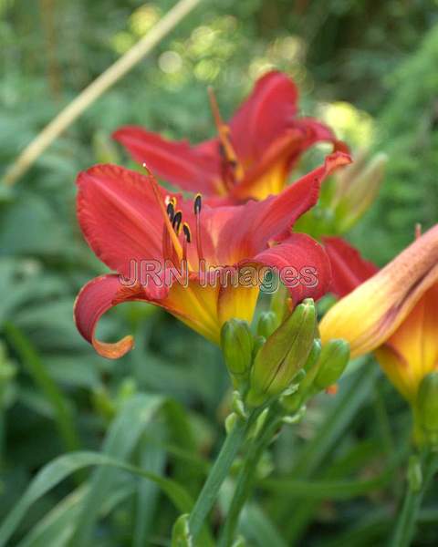 Hybrid Lily