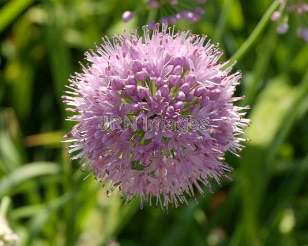 Blue Globe Onion