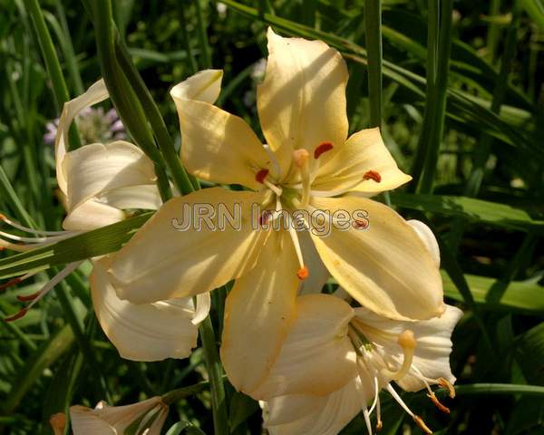 Hybrid Lily