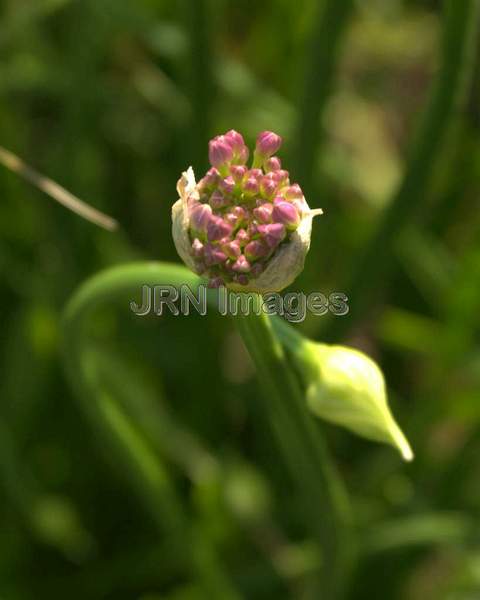 Blue German Garlic