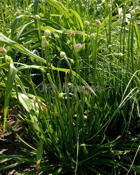 Blue German Garlic