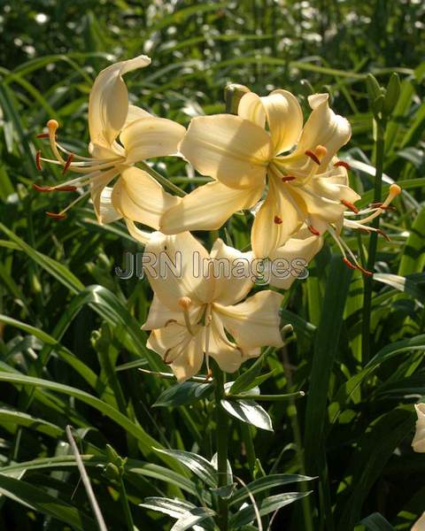 Hybrid Lily