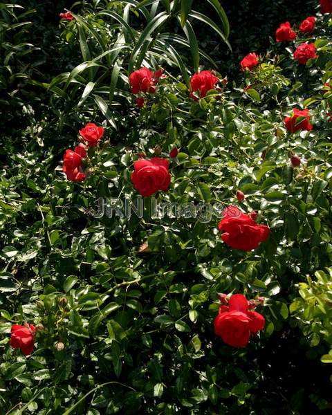 Flower Carpet® Scarlet Ground Cover Rose