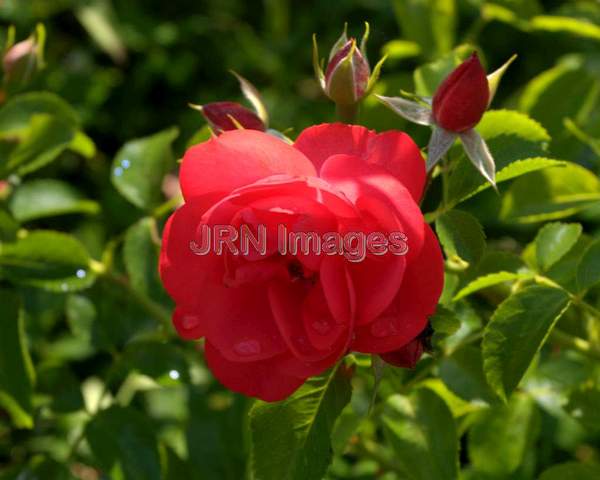 Flower Carpet® Scarlet Ground Cover Rose