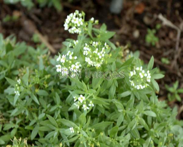 Sweet Alyssum