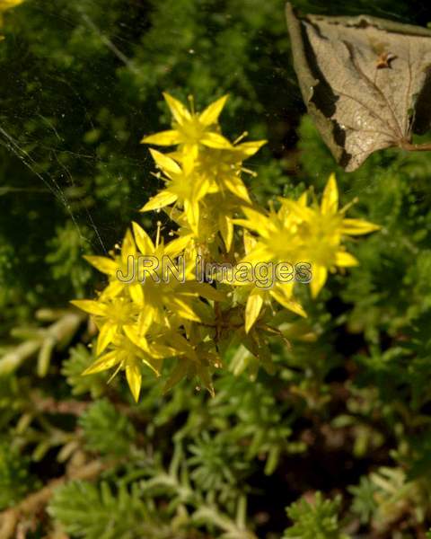 Hexagon Stonecrop