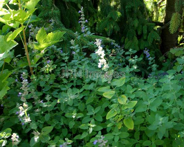 Blue Wonder Catmint