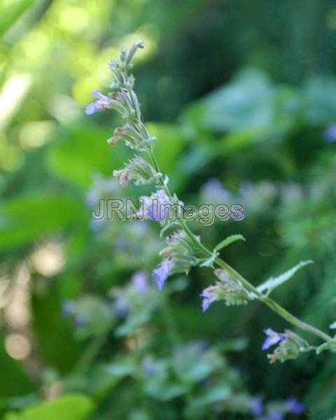 Blue Wonder Catmint