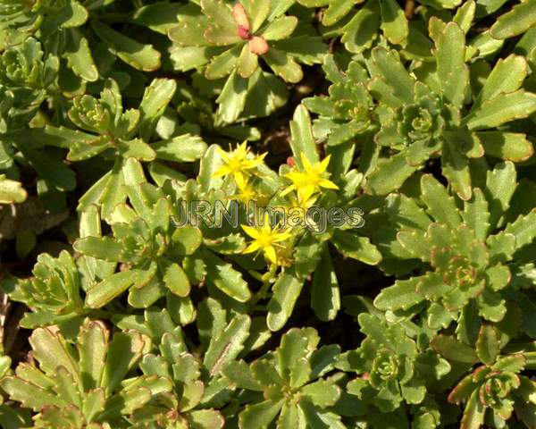 Bailey's Gold Stonecrop