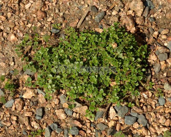 Thyme-leaf Veronica