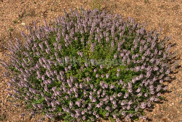 Purple Ice Plant