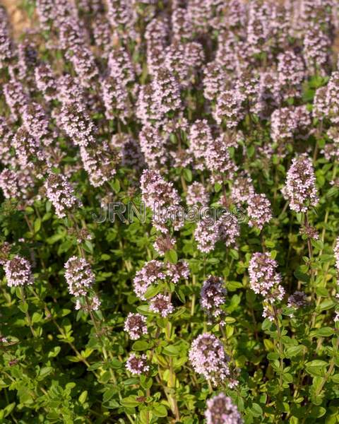 Purple Ice Plant