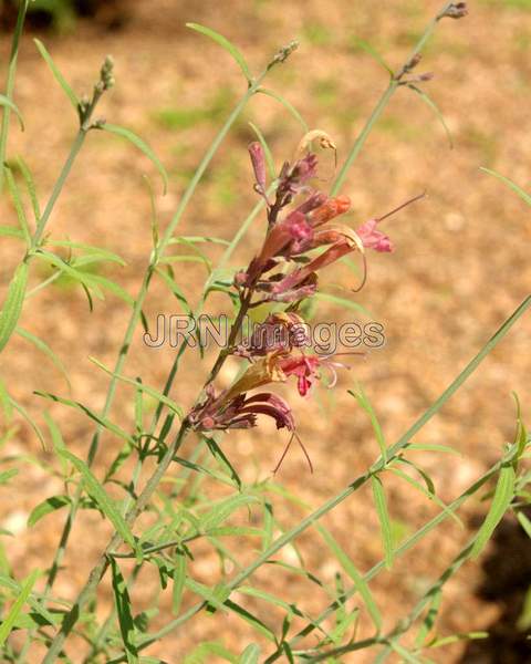 Root Beer Hyssop