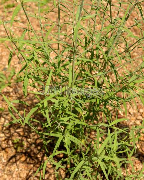 Root Beer Hyssop