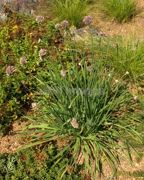 Blue German Garlic