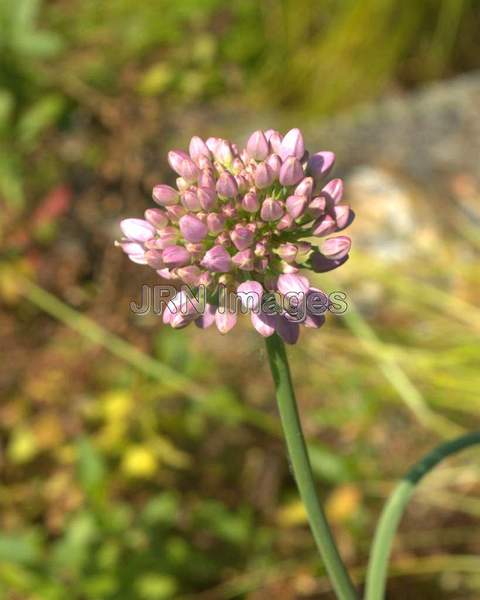 Blue German Garlic