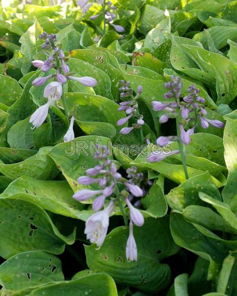 Virginia Bluebells