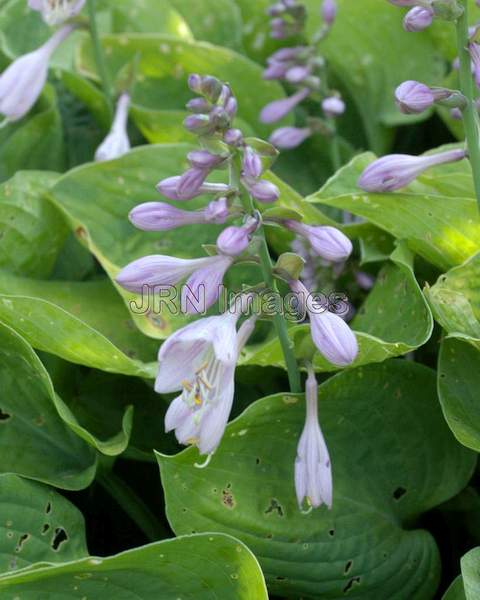 Virginia Bluebells