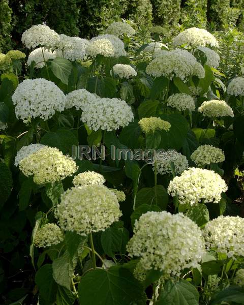 Annabelle Hydrangea