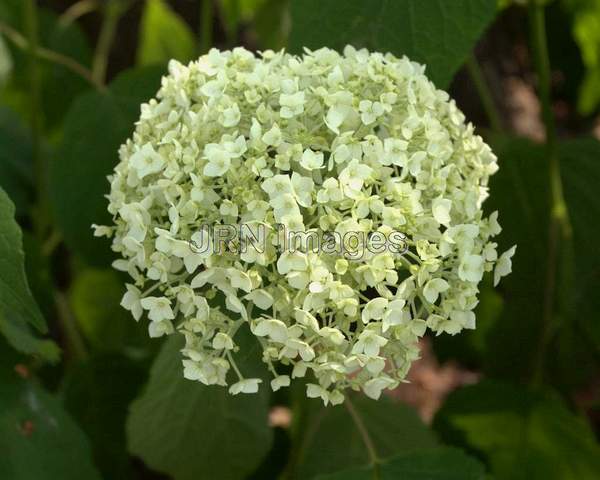 Annabelle Hydrangea