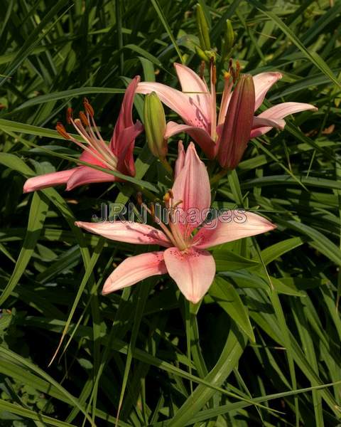 Asiatic Upfacting Lily