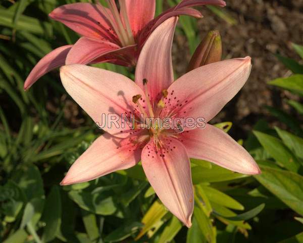 Asiatic Upfacting Lily