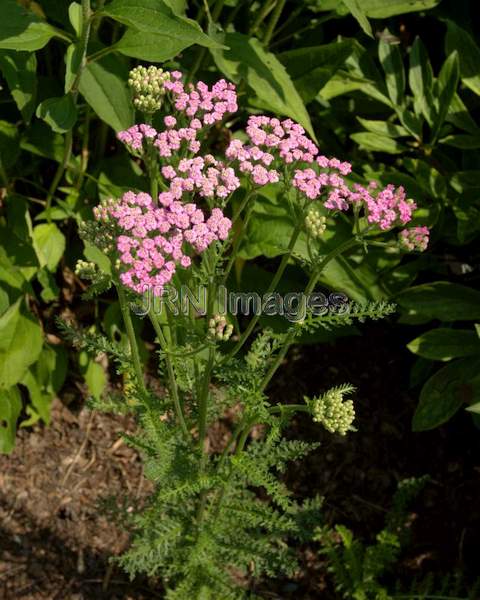 Lilac Beauty Yarrow