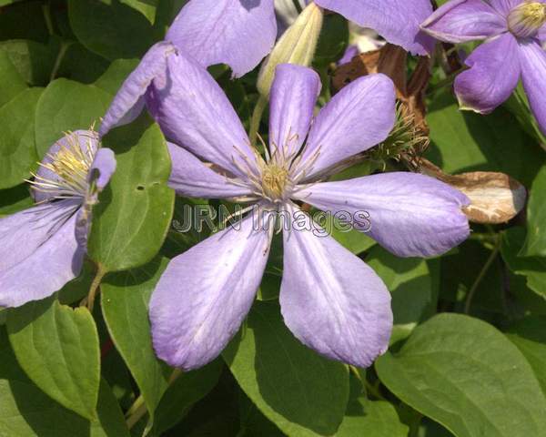 Clematis