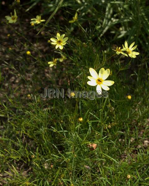 Threadleaf Coreopsis