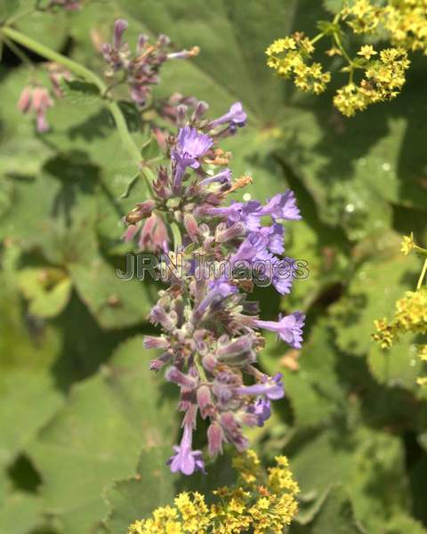 Lilac Salvia