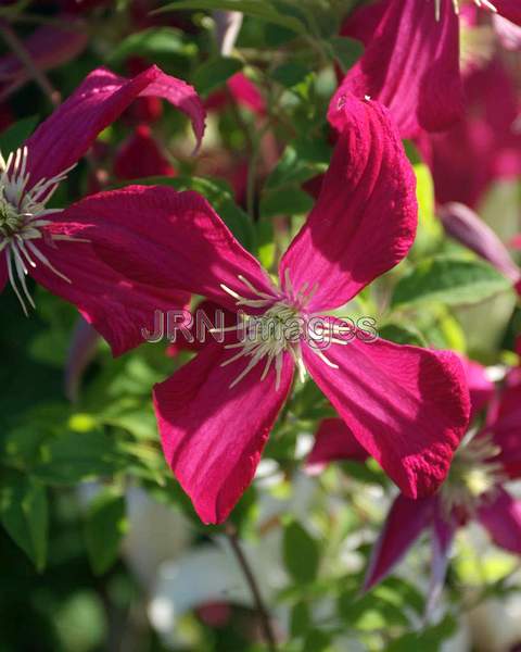 Mme. Julia Correvon Clematis